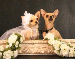 Waaaay too much shit comes up when you google image "Chihuahua Wedding"